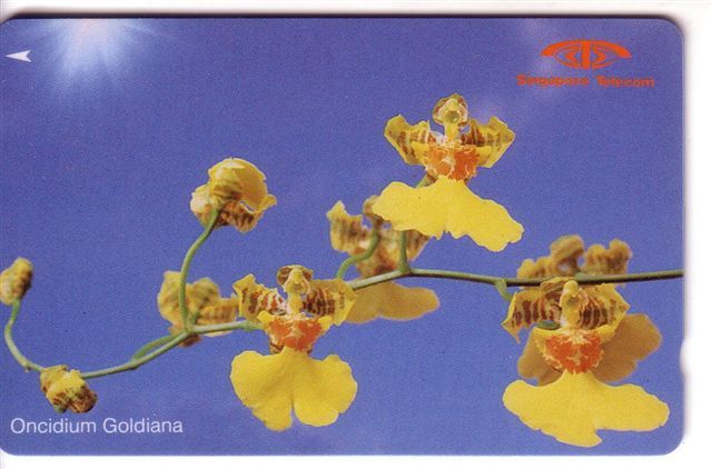 ONCIDIUM GOLDIANA ( Singapore - Code 11SIGD ) * Orchid Orchidee Orquídea Orchidea Orchids * Flower Fleur Flowers Fleurs - Singapore