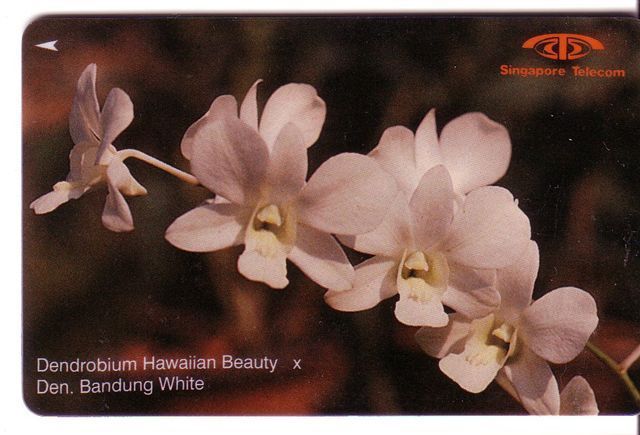 Singapore - Singapour – Flower - Fleur (fleurs) - Flowers - Orchid - Orchidee - Orchids - DENDROBIUM Hawaiian ( 11SIGC ) - Singapour