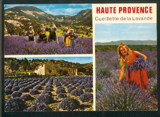 CPSM - Haute Provence - Cueillette De La Lavande (multi Vues) - Culture