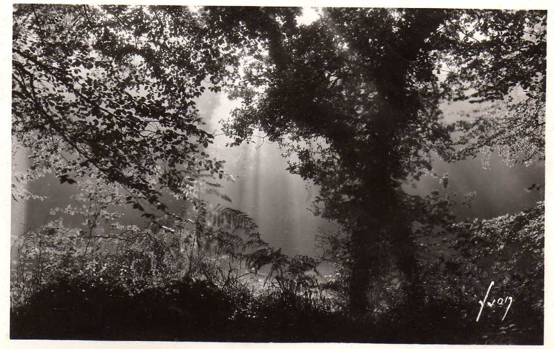 29 HUELGOAT Coulée De Lumière Dans La Foret, Jolie Photo, Ed Yvon 169, 193? - Huelgoat