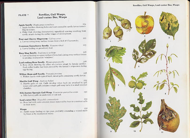 COLLINS GUIDE TO THE PESTS DISEASES AND DISORDERS OF GARDEN PLANTS - ILLUSTRATIONS DE BRIAN HARGREAVES 1989 - 512 PAGES - Ecologia, Ambiente