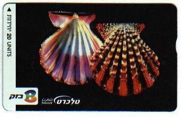Undersea - Seashells – Coquilles – Sea Shell – Coquille – Shells - Muschel – Seashell – Muszle - No. 3 - Peces