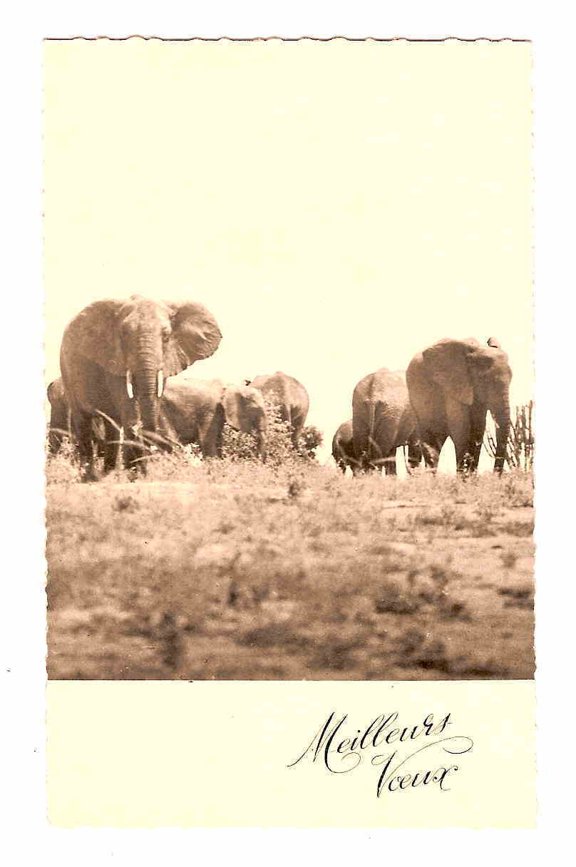 CPSM ELEPHANT. ( IVOIRE ) - Elephants