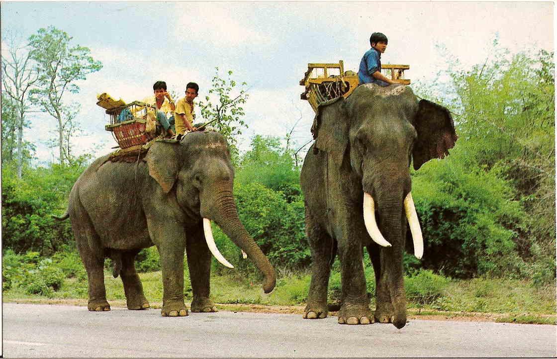 ELEPHANT Walking Slowly On The Road In North Thailand. ( IVOIRE ) - Elefantes