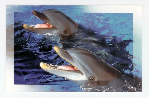 Antibes: Marineland, Dauphin (06-1345) - Dolphins