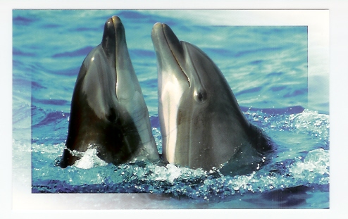 Antibes: Marineland, Dauphin (06-1346) - Delfines