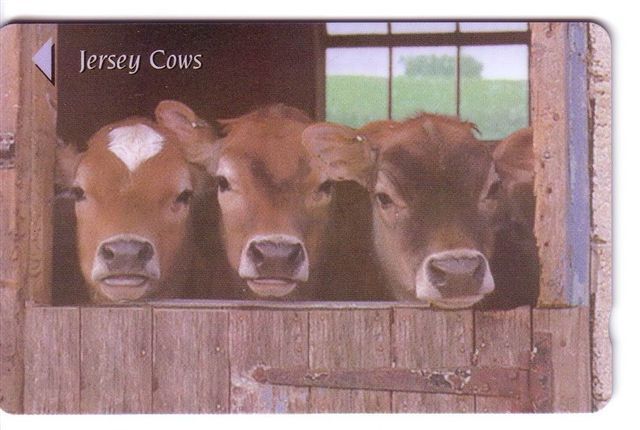 Cow – Kuh – Vaca - Vache – Vaccino – Vacca – Cows - Jersey Cows - [ 7] Jersey And Guernsey