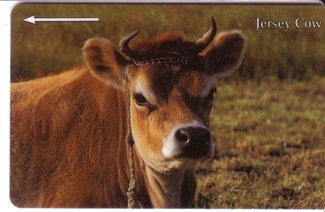 Cow – Kuh – Vaca - Vache – Vaccino – Vacca – Cows - Jersey Cow - Jersey En Guernsey