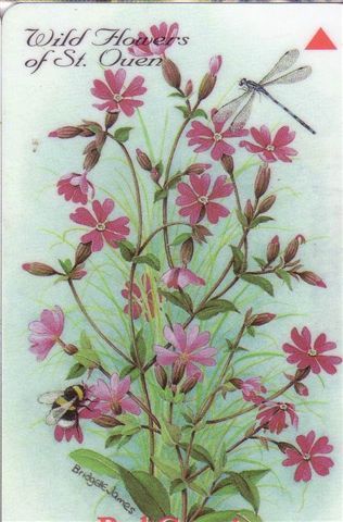 Jersey Islands - Flora ( Flore ) – Flowers – Blume (blumen) – Flor – Fleur ( Fleurs ) – Struzzo - RED CAMPION - Fleurs