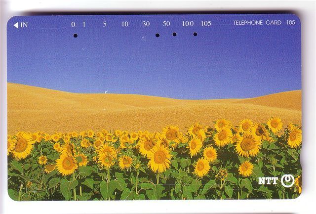 SUNFLOWER ( Japan ) - Tournesol - Soleil - Girasol - Girasole - Sonnenblume - Sunflowers - Tournesols - Fleurs