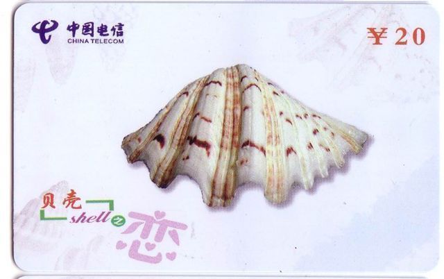 Seashells – Seemuschel - Coquilles – Sea Shells – Coquille – Muschel – Seashell – Muszle - Shell - MINT CARD No. 3 - Poissons