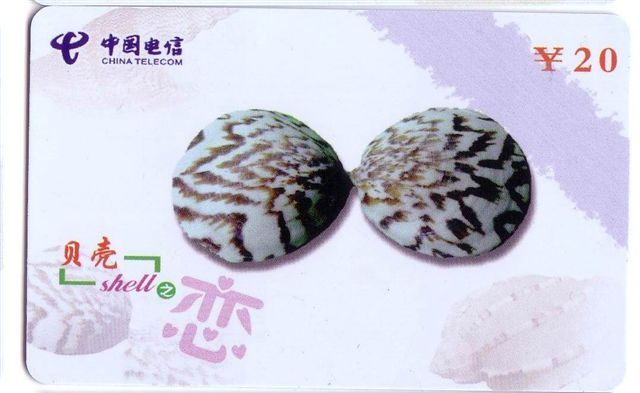 Seashells – Seemuschel - Coquilles – Sea Shells – Coquille – Muschel – Seashell – Muszle - Shell - MINT CARD No. 9 - Vissen