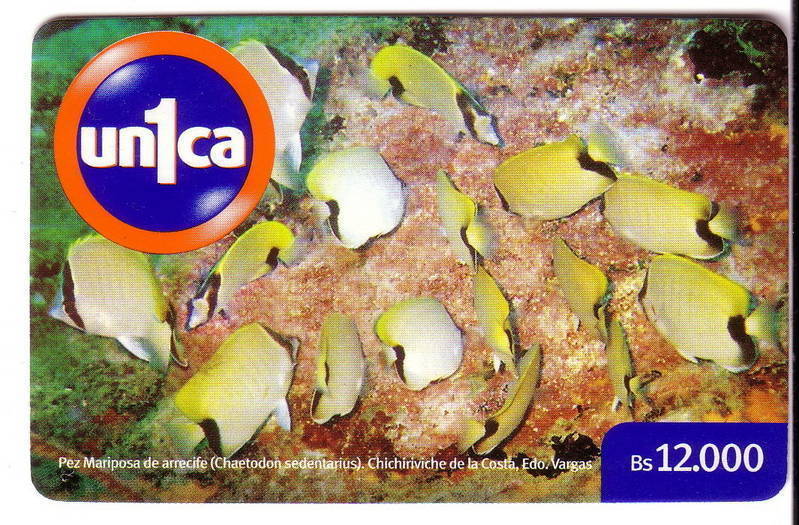 FAUNA MARINA ( Venezuela ) Underwatter Undersea World Marine - Sea Life Fish Poisson Fisch Pez Pescado Pesce Poissons - Peces