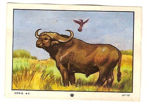 Kohler, Nestle. Serie 46 No.10 Buffel, Buffalo, Buffle, Büffel. - Nestlé