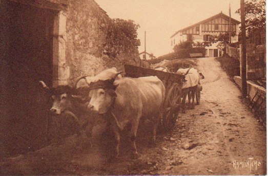 CPA Au Pays Basque. Attelage De Boeufs. Photo Ramuntcho. - Teams