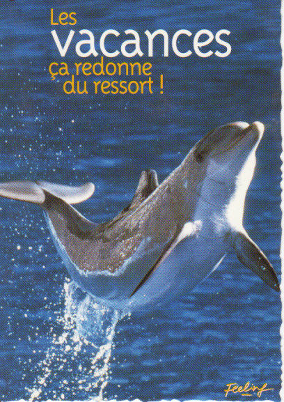 CM Humoristique De Plage . Souvenir De Vacances Au Soleil. Dauphin. - Dolfijnen