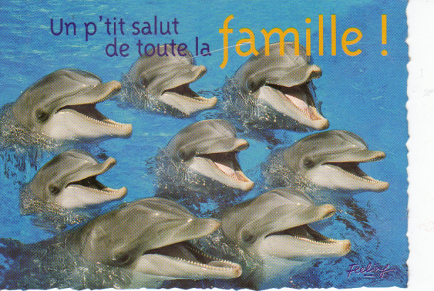 CM Humoristique De Plage . Souvenir De Vacances Au Soleil. Dauphins. - Dolfijnen
