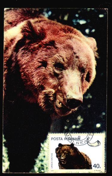 Romania 1977 Maximum Card Animals BEARS. - Ours
