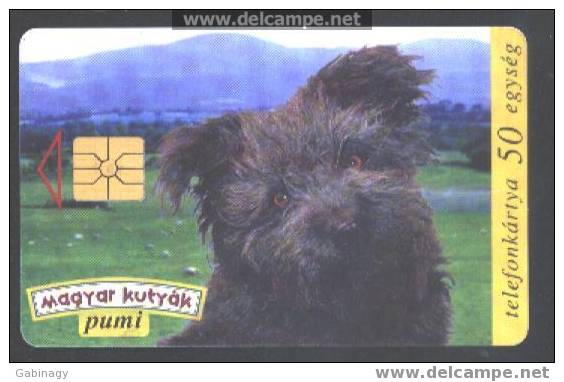 DOGS - HUNGARY - PUMI - Chiens