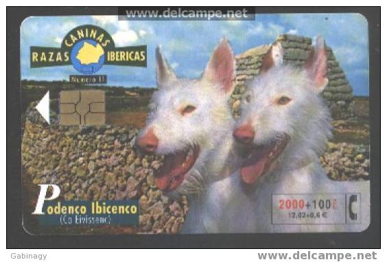 DOGS - SPAIN - FAUNA IBÉRICA - PODENCO IBICENCO - Chiens