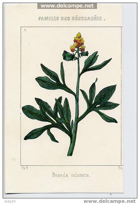 - "RESEDA ODORATA" (FAMILLE DES RESEDACEES) . LITHO DU XIXe S. - Autres & Non Classés