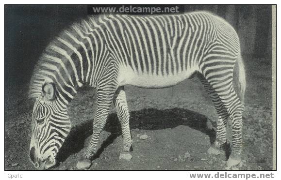 CPA ZEBRE DE GREVY PARC DE VINCENNES - Zebra's