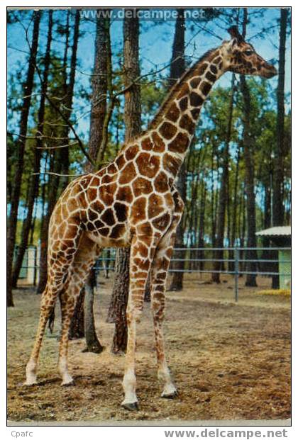 CPM GIRAFE PARC ZOOLOGIQUE LA FLECHE - Giraffen