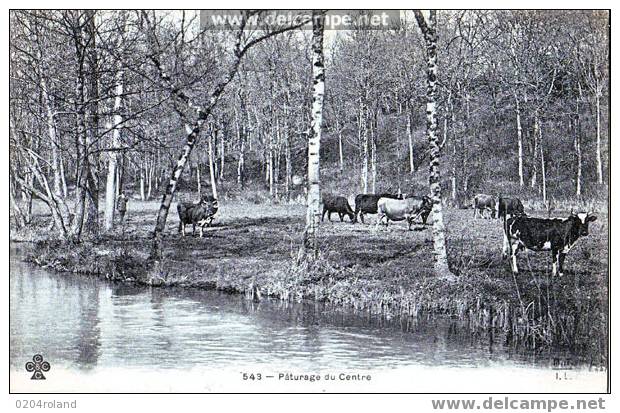 Pâturage Du Centre - Elevage