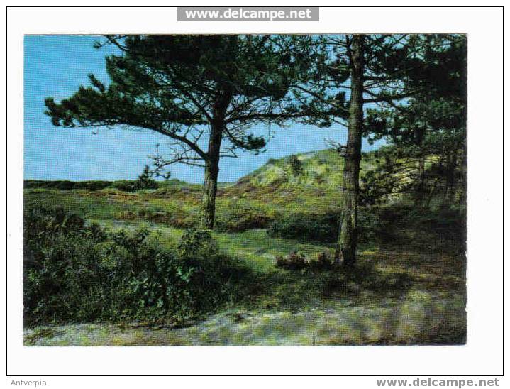 Lot 9 Cpm Terschelling Zie Scans - Terschelling