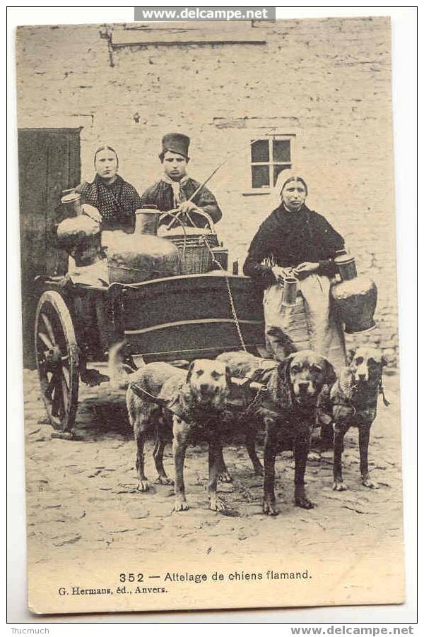 1751 - Attelage De Chiens Flamands - Equipaggiamenti