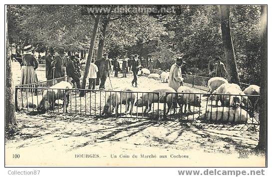 COCHON - MARCHE Aux COCHONS à Bourges - AGRICULTURE - PIG'S - TRES BELLE CARTE - Pigs