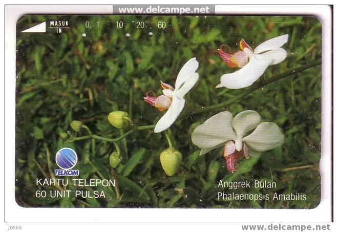 ORCHIDS - Indonesia Old And Rare Card * Flowers Orchid Orchidee Flower Fleur Fleurs Fiore Fiori Blume - Indonesia