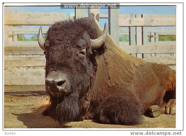 GOOD USSR POSTCARD - BISON - Other & Unclassified