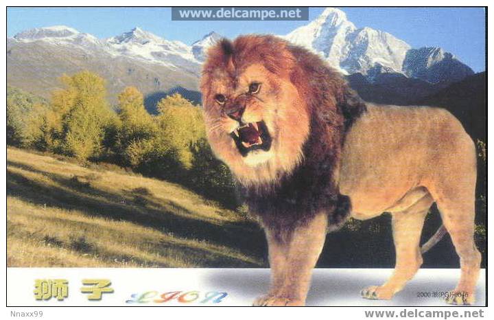 Lion (Panthera Leo) - Löwen