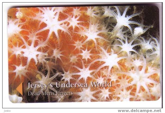 Jersey Islands - Jersey Undersea World - Underwater - Marine Life - Dead Mens Fingers - [ 7] Jersey Und Guernsey