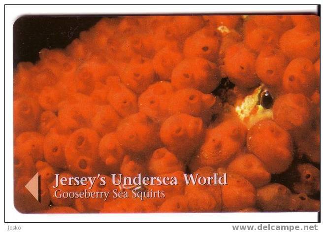 Jersey Islands - Jersey Undersea World - Underwater - Marine Life - Gooseberry Sea Squirts - Peces