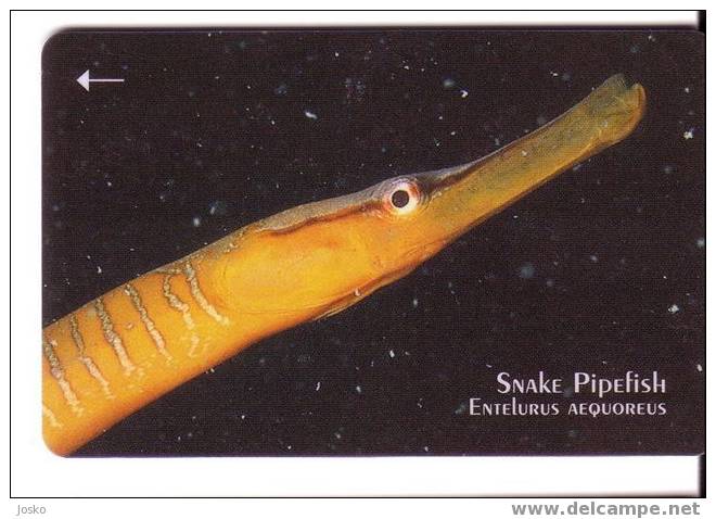SNAKE PIPEFISH Entelurus Aequoreus ( Jersey Islands ) Fish Poisson Fisch Pez Pescado Pesce Underwatter Undersea Sea Life - Peces