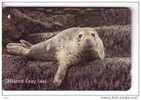 Jersey Islands - Antartic – Polar –arctic- Polaire - Seals – Seehund – Robbe- Phoques Foca – Phoque - ATLANTIC GREY SEAL - Peces