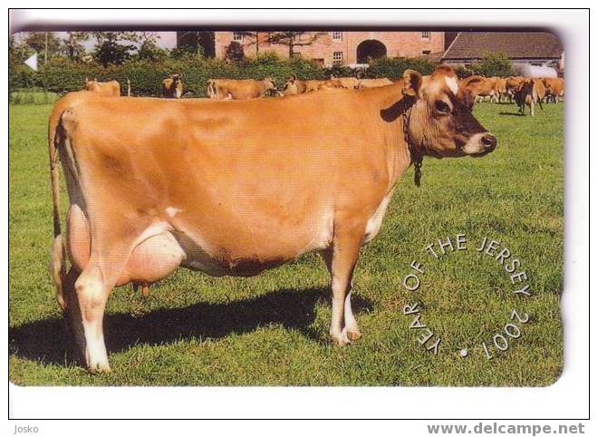 Jersey - Cow – Kuh – Vaca - Vache – Vaccino – Vaches - Vacca – Cows - Year Of The Jersey 2001 - Jersey E Guernsey