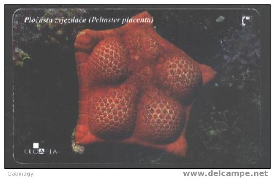 UNDERWATER LIFE - CROATIA - PELTASTER PLACENTA - Poissons