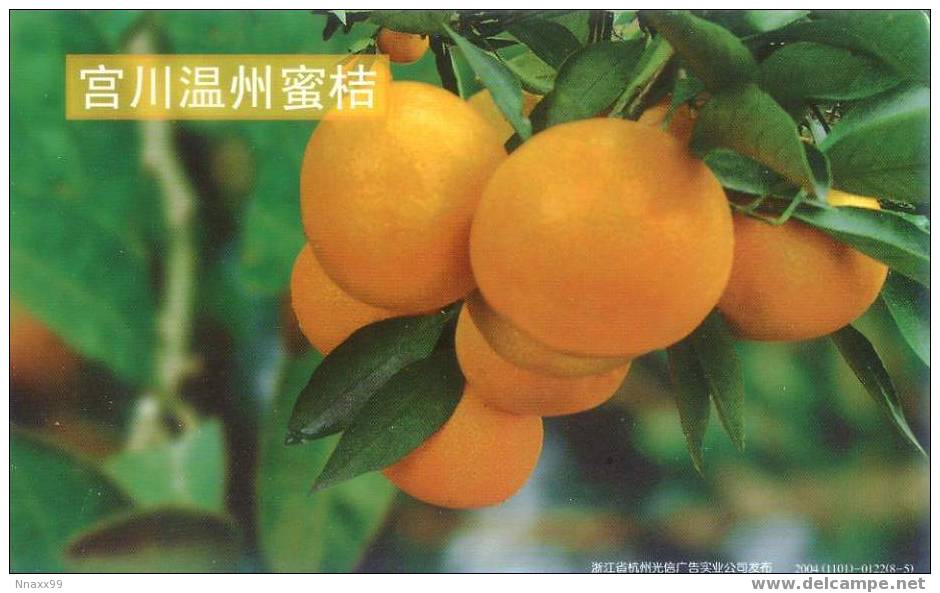 Fruit - Orange - Orange Breed, Citrus Unshiu Mare. - Landwirtschaftl. Anbau
