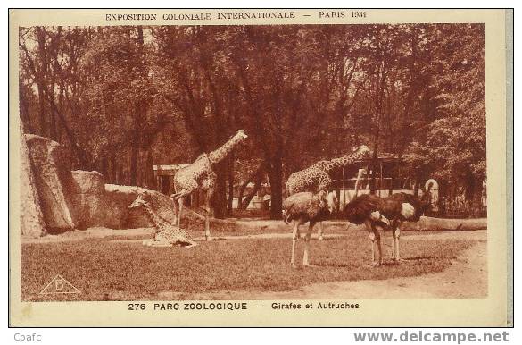 PARC ZOOLOGIQUE PARIS EXPO 1931:GIRAFES ET AUTRUCHES - Girafes