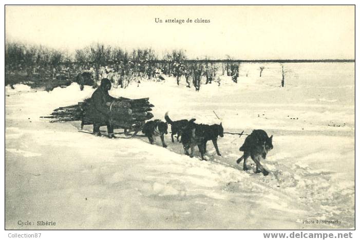 ARCTIQUE - ANTARCTIQUE - EXPEDITION POLAIRE - ATTELAGE De CHIENS - TRANSPORT De BOIS En SIBERIE - Missions