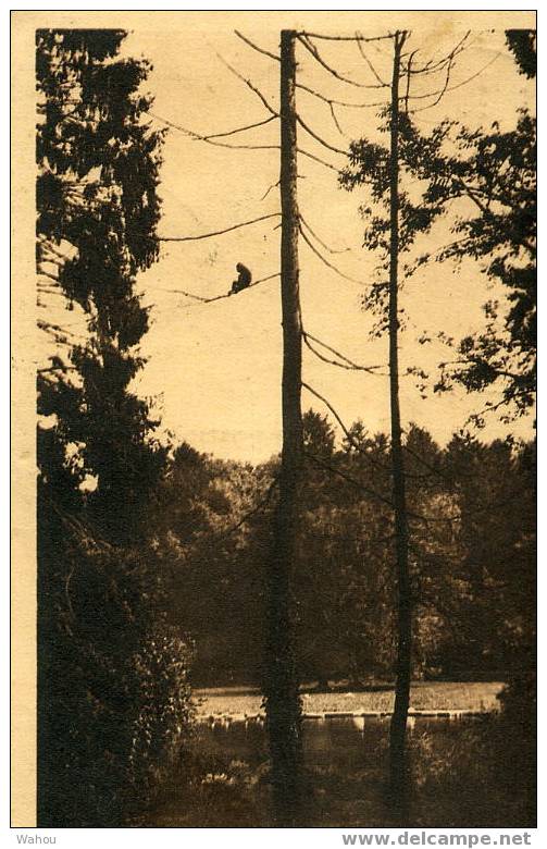 CLERES   (S.-Inf.)   -   Parc Zoologique  -   Singe Gibon      -    La Carte A Voyagé En 1934 - Clères