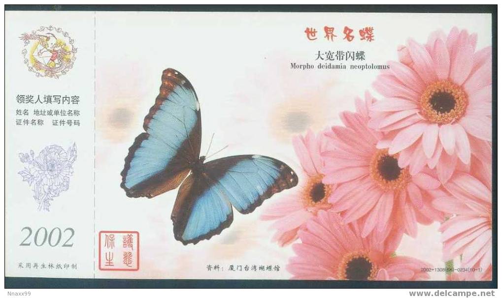 Butterfly & Moth - World Famous Butterfly - Morpho Deidamia Neoptolomus - Mariposas