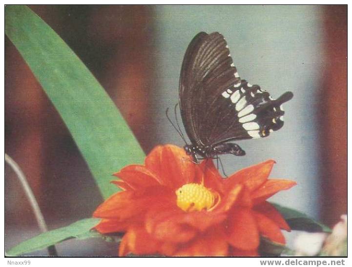 Butterfly & Moth - Papilio Polytes - Farfalle