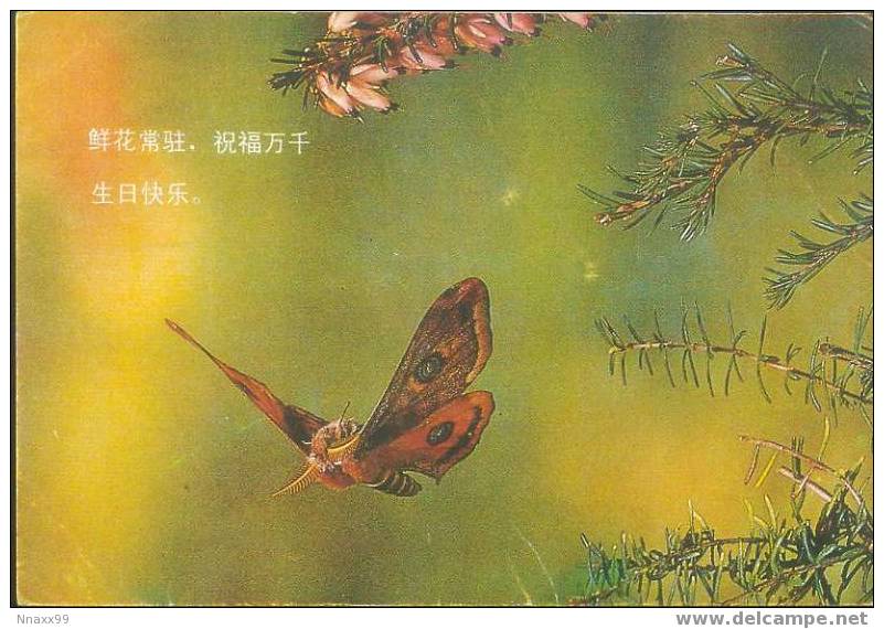 Butterfly & Moth - 004 - Mariposas