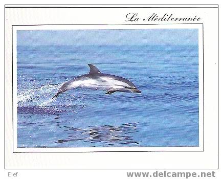 DAUPHIN Bleu Et Blanc De Méditerranée ;TB - Dolphins