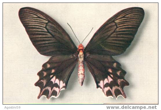 Papillon Semperi - Mariposas