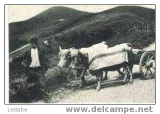 BG276-attelage Basque à Boeufs - Attelages